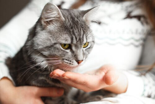 katt og hånd