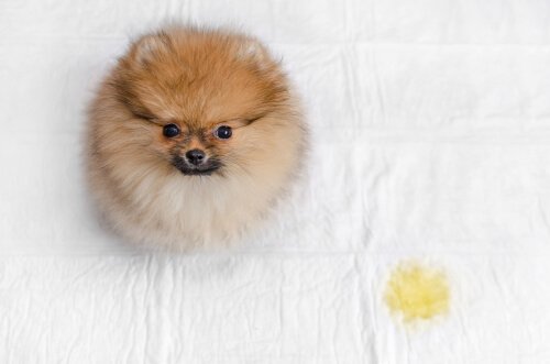 4 tips for å stoppe hunden din fra å urinere i sengen