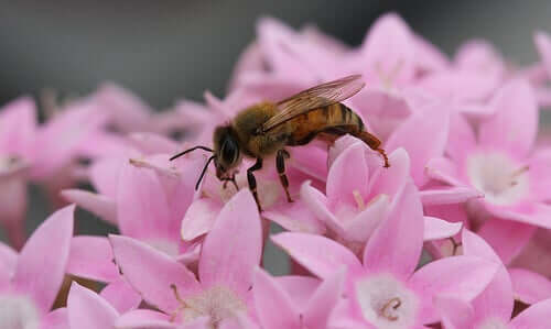 Bie pollinerer en blomst