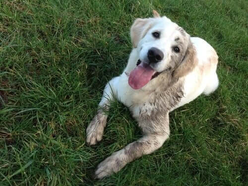 Hvit hund dekket av gjørme