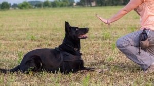Atferdsterapi for hunder: Bli kvitt uønsket oppførsel