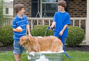 Tips for å bade hunden din med en hageslange