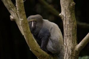Hamlyns ape: Karakteristika og habitat