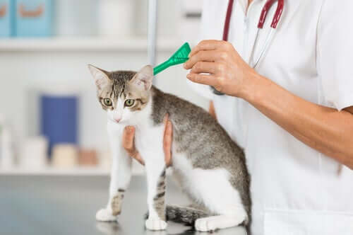 antiparasittære pipetter vil beskytte mot kattlopper