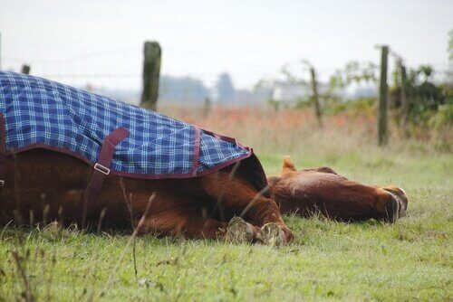 Sover hester stående eller liggende?