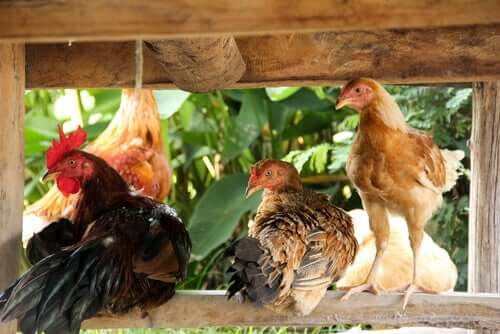 Forskjellige hønseraser i hønsehus i hagen