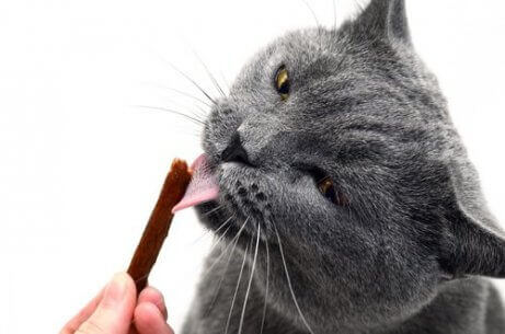 En katt slikker på en tyggegodbit