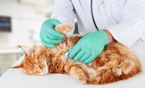 Behandling og omsorg for katter med hypertrofisk kardiomyopati