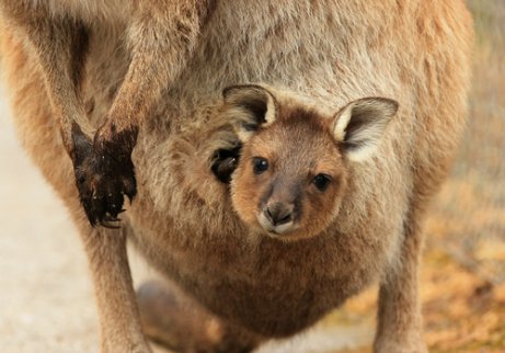 Australia er fullt av pungdyr, som kenguruen. 