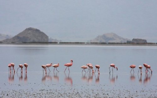 Fakta om flamingoer: Nebbet deres er et av de merkeligste blant alle typer fugler.