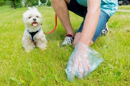 Hygienevaner: Trening for hunden din