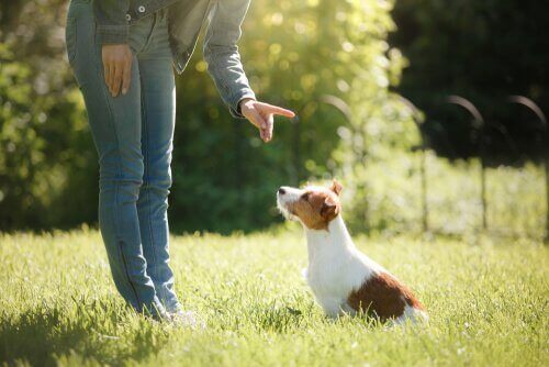 Hvordan å trene hunden din styrker båndet deres