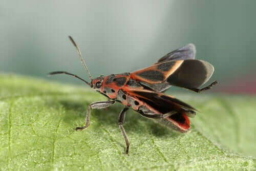 Insektene chagasteger og Chagas' sykdom