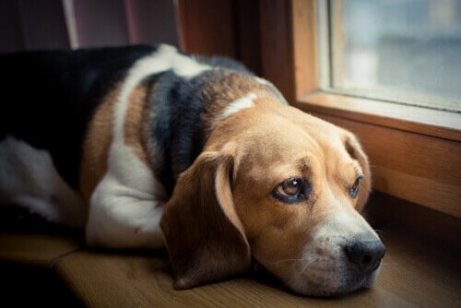 Trist hund stirrer ut av vinduet