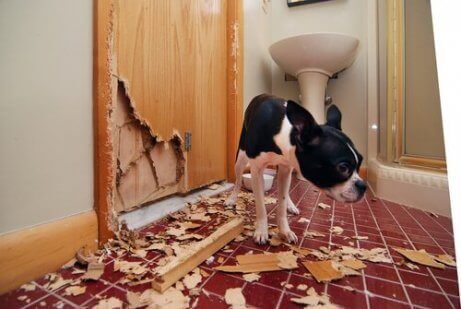 En hund som forårsaker ødeleggelser i hjemmet