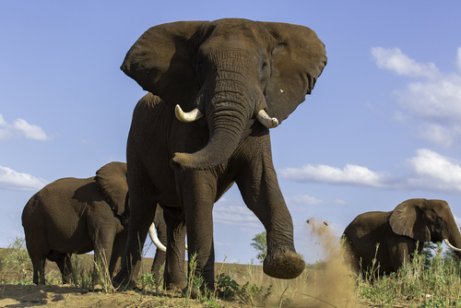 Stor elefant med must som ser ut til å lade opp