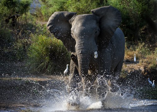 Hva er mustperioden til elefanter?