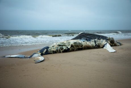 Hvorfor eksploderer hvaler etter å ha dødd?