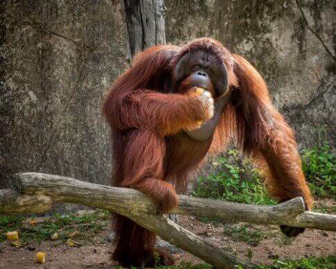 Et fantastisk orangutang-eksemplar spiser litt frukt