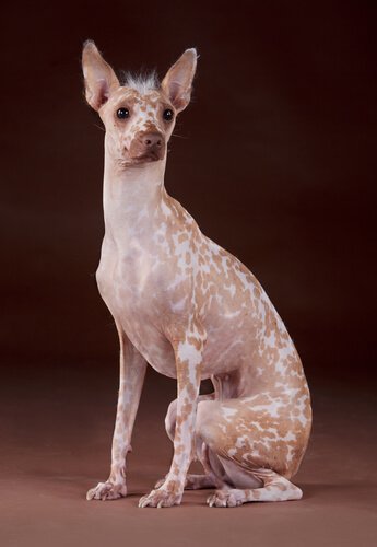 Peruviansk nakenhund er en av de merkeligste hunderasene