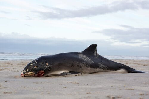 Hvorfor eksploderer hvaler etter å ha dødd?