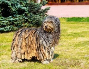 En bergamasco er en gjeterhund med et annerledes utseende