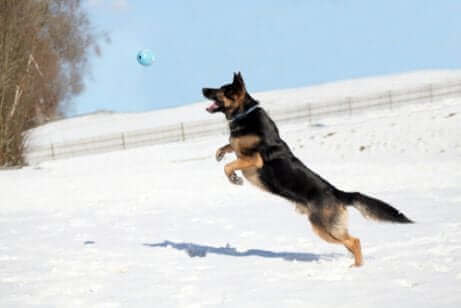 En hund som hopper etter en ball i snøen.