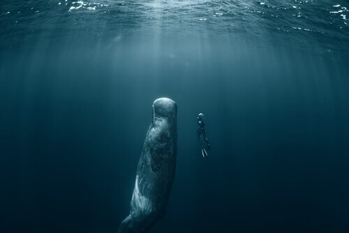 En dykker sammen med verdens største rovdyr