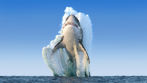 Haiangrep: Når vil en hai angripe mennesker?