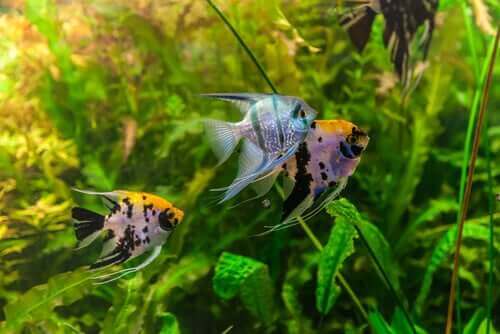 Forventet levealder i akvarium: Hvor lenge vil fisken din leve?