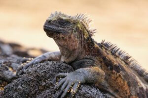 Bli kjent med haviguan: Galapagos' hersker