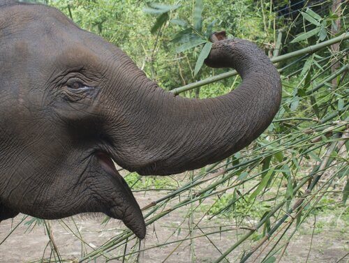 Interessante fakta om elefanter og deres liv