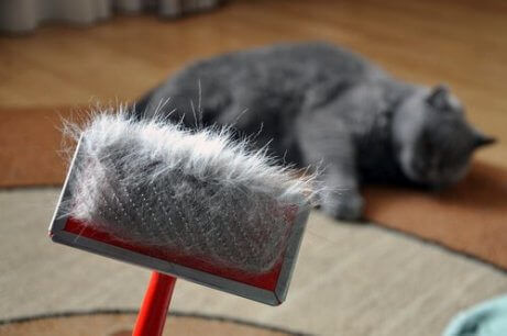 Noen har børstet katten sin