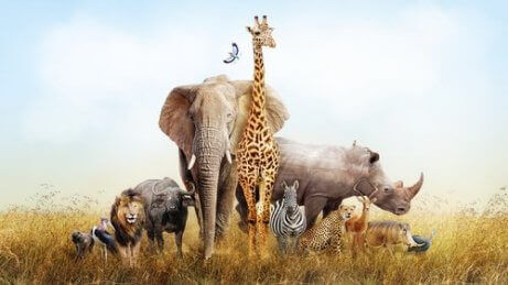 En representasjon av det afrikanske dyreriket