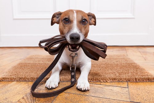Båndtrening: Når hunden din nekter å gå