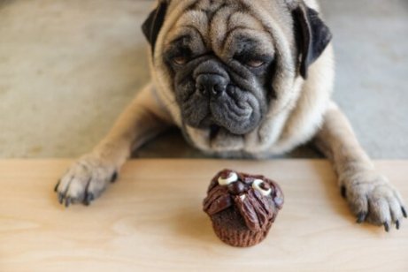 En mops som ser på en muffins, å mate dyrene menneskemat