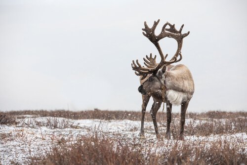 7 interessante fakta om reinsdyr