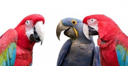 fargerike papegøyer