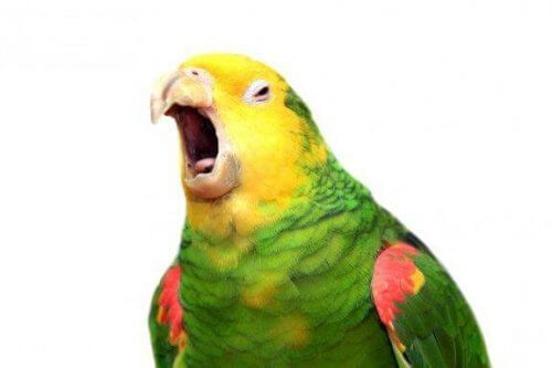 Forstår papegøyer hva de sier?