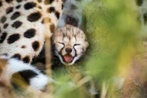 Bevaring av og genetiske trekk hos geparder