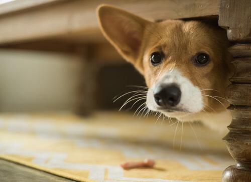 En hund med lydskrekk som gjemmer seg under et bord