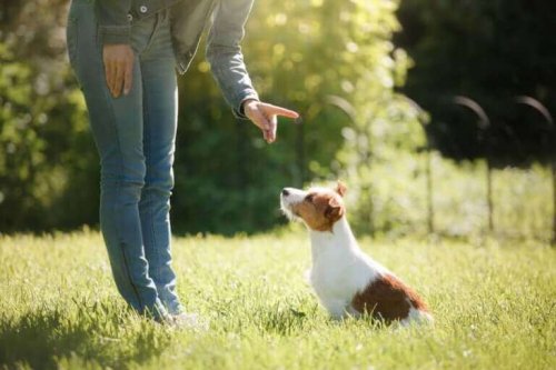 Jente skal lære hunden å sitte i parken. 