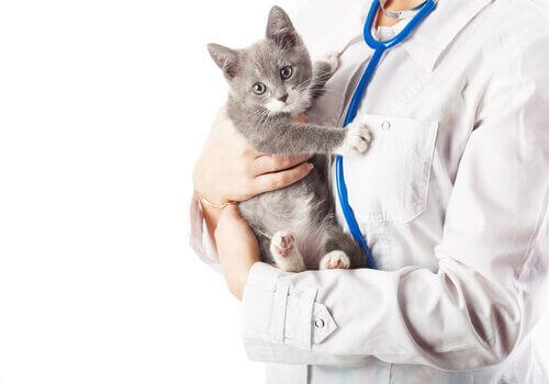 En katt er i armene til en veterinær