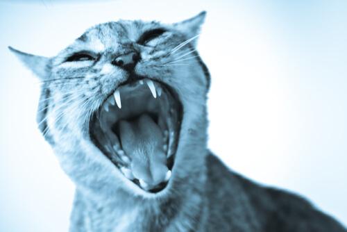 Hva kattefobi er og hvordan man kan overvinne det