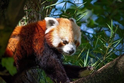 Den røde pandaen: Atferd og habitat