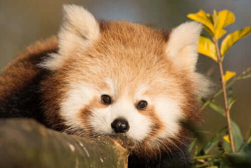 En søt, liten rød panda-unge. 