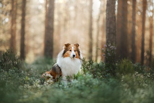 En Shetland sheepdog som sitter i en skog