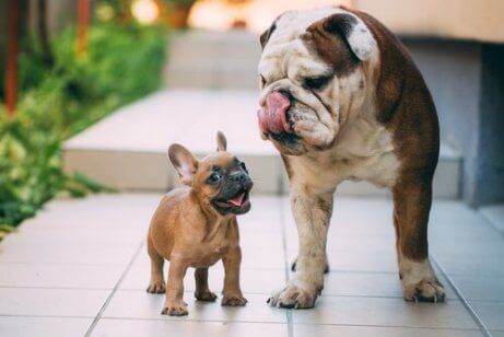 Småvoksthet i naturen: En liten hund og en stor hund.