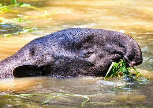 En tapir som svømmer gjennom vannet
