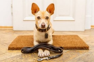 7 vanlige feil når man trener hunder